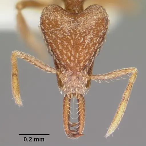 Strumigenys integra specimen