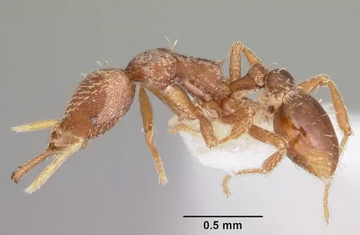Strumigenys integra specimen