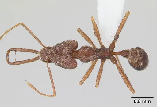 Strumigenys interfectiva specimen