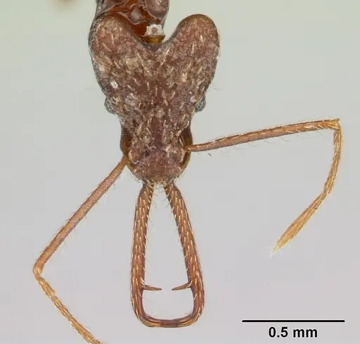Strumigenys interfectiva specimen