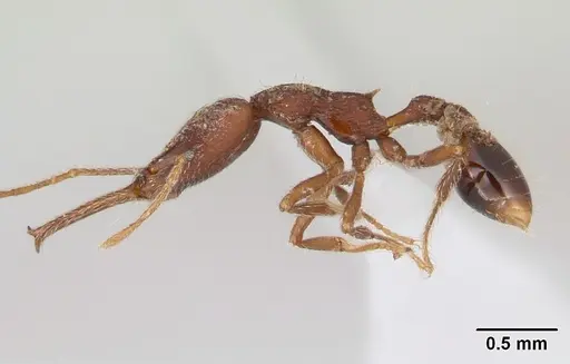 Strumigenys interfectiva specimen