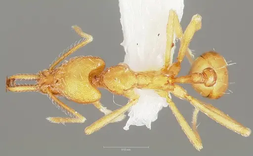 Strumigenys ipsea specimen