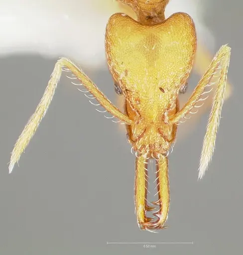 Strumigenys ipsea specimen