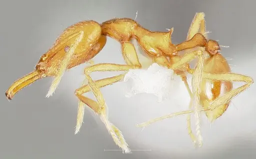 Strumigenys ipsea specimen