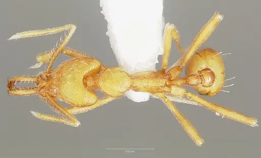 Strumigenys ipsea - CASENT0005561