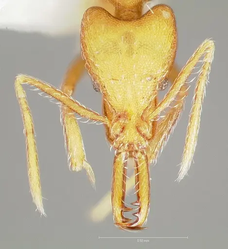 Strumigenys ipsea - CASENT0005561