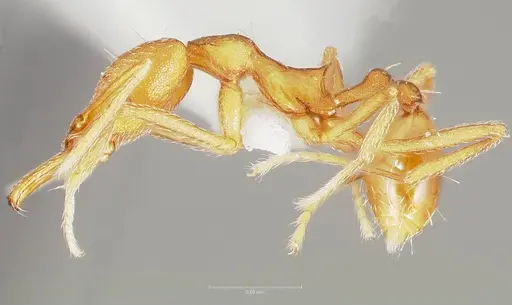 Strumigenys ipsea - CASENT0005561