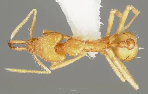 Strumigenys ipsea - CASENT0005562