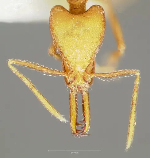 Strumigenys ipsea - CASENT0005562