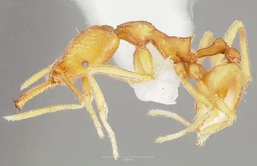 Strumigenys ipsea - CASENT0005562