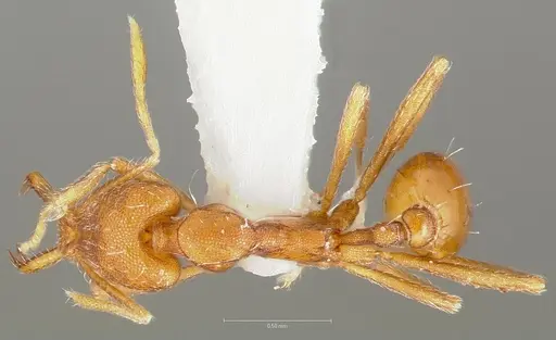 Strumigenys ipsea - CASENT0005563