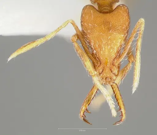 Strumigenys ipsea - CASENT0005563