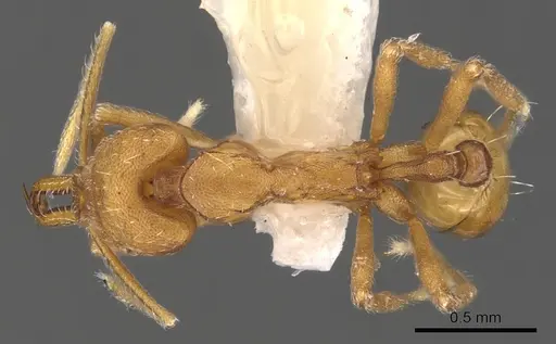 Strumigenys ipsea - CASENT0900725