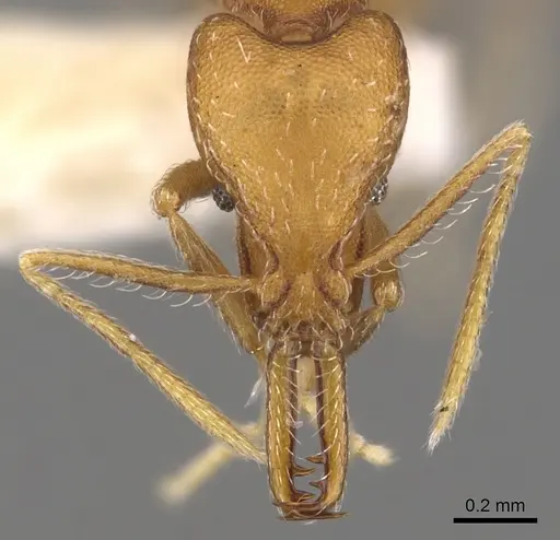 Strumigenys ipsea - CASENT0900725