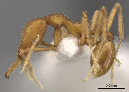 Strumigenys ipsea - CASENT0900725