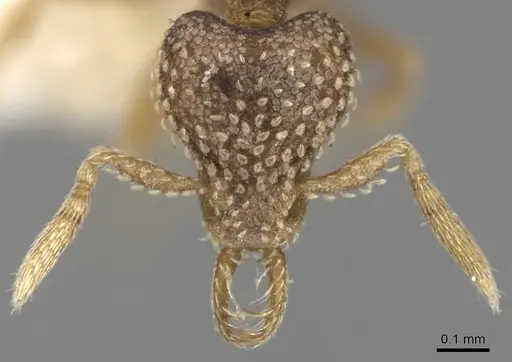 Strumigenys irrorata specimen