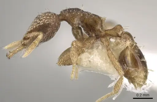 Strumigenys irrorata specimen