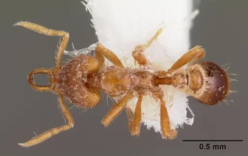 Strumigenys izepara specimen