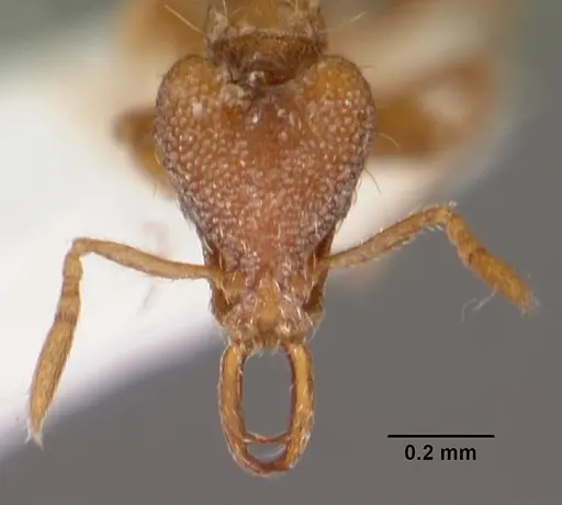 Strumigenys izepara specimen