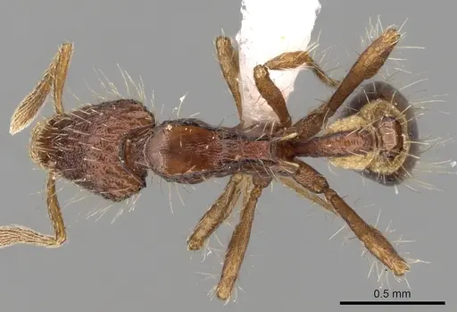 Strumigenys jacobsoni specimen