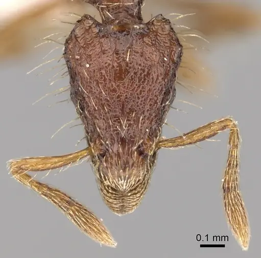 Strumigenys jacobsoni specimen