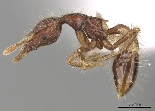 Strumigenys jacobsoni specimen