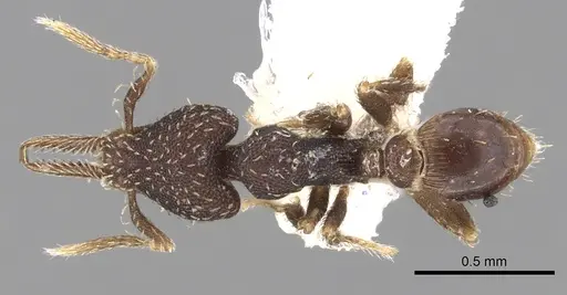 Strumigenys jamaicensis specimen