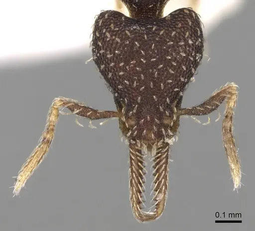 Strumigenys jamaicensis specimen