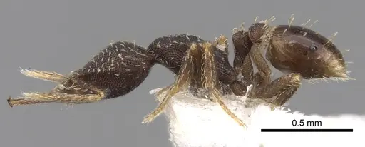 Strumigenys jamaicensis specimen