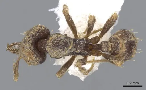 Strumigenys jamaicensis - CASENT0914596