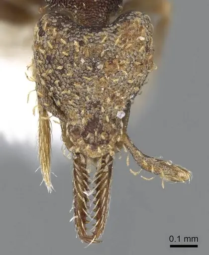 Strumigenys jamaicensis - CASENT0914596