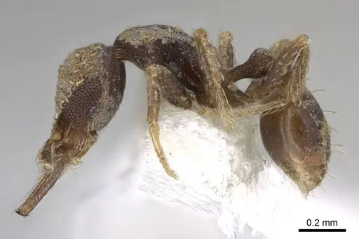 Strumigenys jamaicensis - CASENT0914596