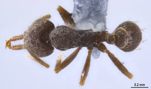 Strumigenys jamaicensis - MZSPHYM0140222