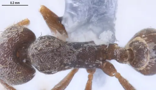 Strumigenys jamaicensis - MZSPHYM0140222