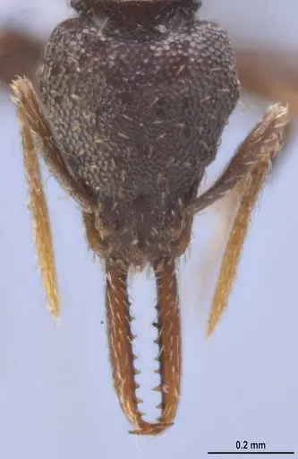 Strumigenys jamaicensis - MZSPHYM0140222