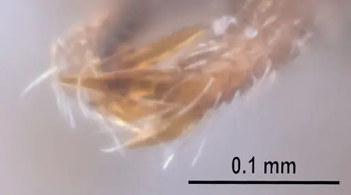 Strumigenys jamaicensis - MZSPHYM0140222