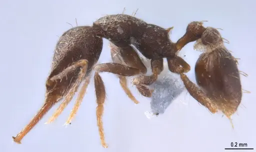 Strumigenys jamaicensis - MZSPHYM0140222