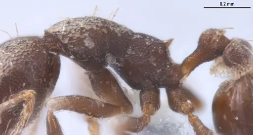 Strumigenys jamaicensis - MZSPHYM0140222