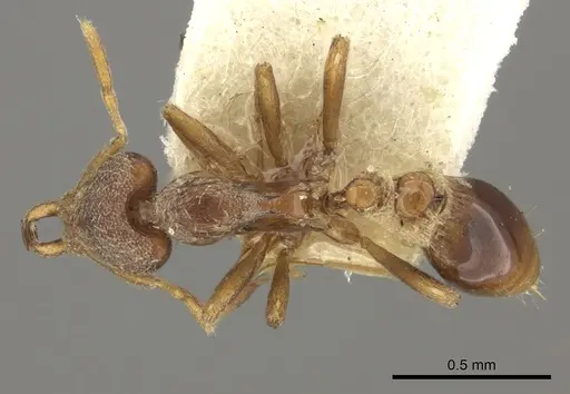 Strumigenys jepsoni specimen