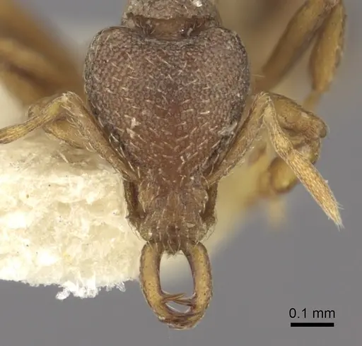 Strumigenys jepsoni specimen