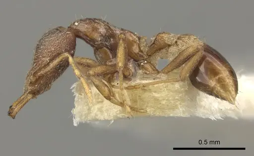 Strumigenys jepsoni specimen