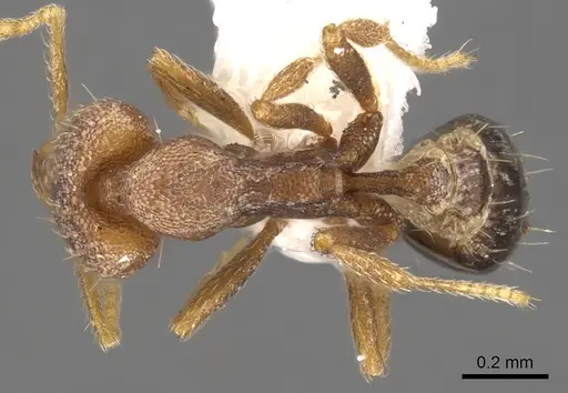 Strumigenys jugis specimen