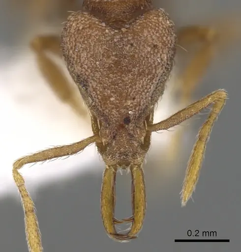 Strumigenys jugis specimen