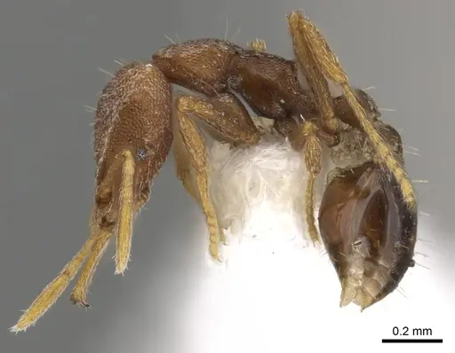 Strumigenys jugis specimen