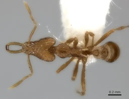 Strumigenys juliae specimen