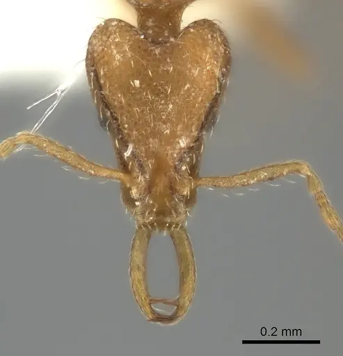 Strumigenys juliae specimen