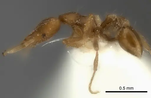 Strumigenys juliae specimen