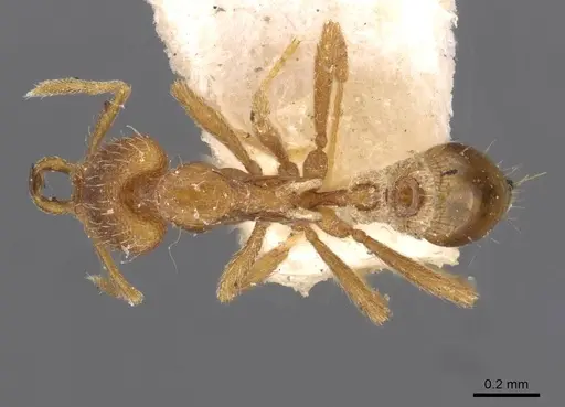 Strumigenys juliae - CASENT0909315