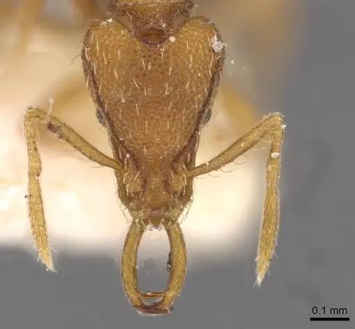 Strumigenys juliae - CASENT0909315