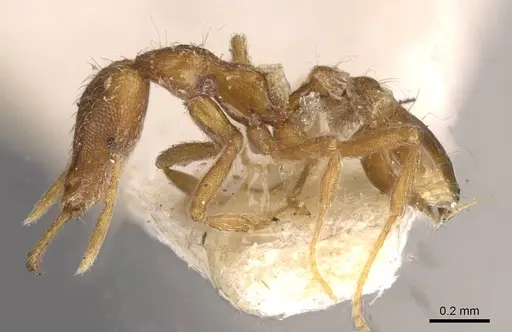 Strumigenys juliae - CASENT0909315